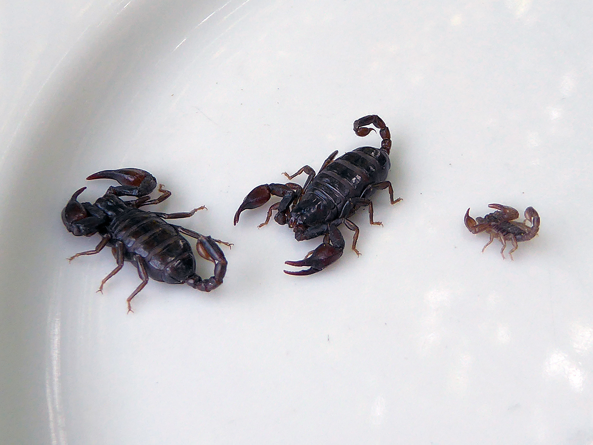 Alpenskorpion | Herrliche Natur | Bilder im Austria-Forum